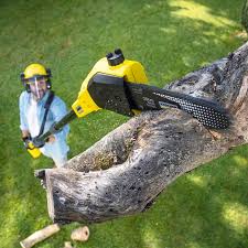 Best Tree Preservation Services  in Preston, IA