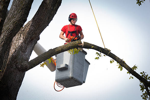 Best Commercial Tree Services  in Preston, IA
