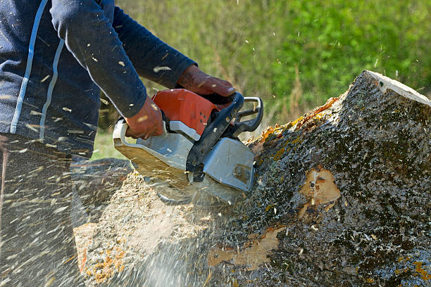 Best Weed Control  in Preston, IA