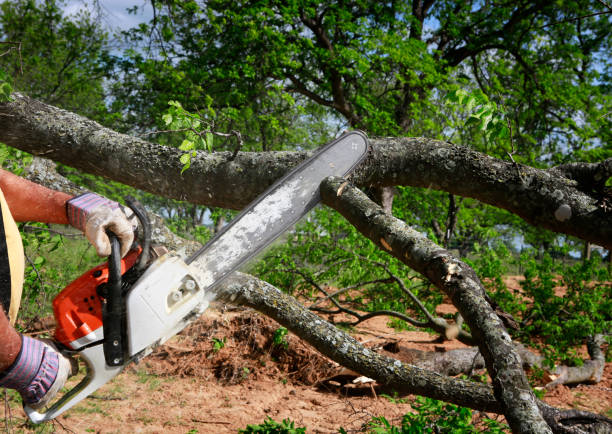 Preston, IA Tree Services Company